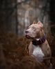 ''Captain America'' Collar by Bestia Dog Gear