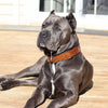 The "Korona" collar BROWN by Bestia Dog Gear
