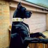 The "Maximus" collar 2.5 inch wide white & gold by Bestia Dog Gear