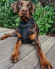 ''BATDOG'' HARNESS by Bestia Dog Gear