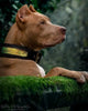 The ''D`Albertis'' collar by Bestia Dog Gear