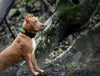 The ''D`Albertis'' collar by Bestia Dog Gear