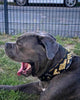 The ''Midas'' Collar Gold by Bestia Dog Gear