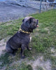 The ''Midas'' Collar Gold by Bestia Dog Gear