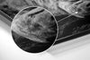 Lion Brushed Aluminium Dibond Wall Art by Insigneart USA