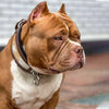 "Buffalo" collar by Bestia Dog Gear