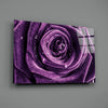 Purple Rose Glass Wall Art by Insigneart USA
