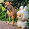 The Candy Dog Collar Black by Bestia Dog Gear