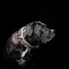 The Candy Dog Collar by Bestia Dog Gear