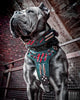 The "Haunted'' collar LIMITED by Bestia Dog Gear