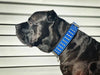 "Star" collar by Bestia Dog Gear