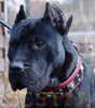 The "Eros" collar 2.5 inch wide black & red by Bestia Dog Gear