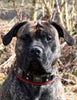 The "Eros" collar 2.5 inch wide black & red by Bestia Dog Gear