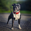 The "Eros" collar 2 inch wide Red by Bestia Dog Gear