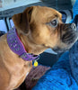 "Crystal" 2.8 inch wide soft leather collar by Bestia Dog Gear