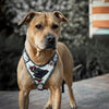 The “Dragon's Eye” Harness LIMITED! by Bestia Dog Gear