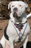 The “Dragon's Eye” Harness LIMITED! by Bestia Dog Gear