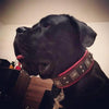 The "Eros" collar 2.5 inch wide black & red by Bestia Dog Gear