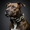 The ''Platinum'' collar by Bestia Dog Gear