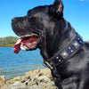 The all Black "Eros" collar 2.5 inch wide by Bestia Dog Gear