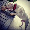 The "Reptile" collar by Bestia Dog Gear