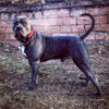 The "Reptile" collar by Bestia Dog Gear