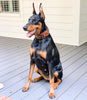The "Balteus" brown collar by Bestia Dog Gear
