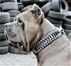 The ''Steampunk'' collar exclusive design by Bestia Dog Gear