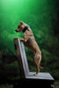 The "Korona" collar BLACK EDITION by Bestia Dog Gear