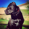 "Frenchie" collar by Bestia Dog Gear