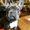 "Frenchie" collar by Bestia Dog Gear