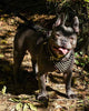 ''Frenchie'' studded leather harness Small to Medium Size by Bestia Dog Gear