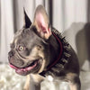 "Danger" collar by Bestia Dog Gear