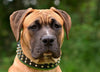 The "Stud" dog collar by Bestia Dog Gear