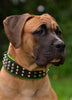 The "Stud" dog collar by Bestia Dog Gear