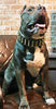 The "Gold Giant" collar by Bestia Dog Gear