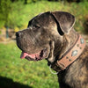 "Aztec" grey dog collar by Bestia Dog Gear