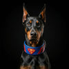 Superdog Collar by Bestia Dog Gear