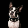 The Avatar Collar by Bestia Dog Gear