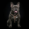 The Leopard Harness Small to Medium Size by Bestia Dog Gear