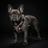 The Leopard Harness Small to Medium Size by Bestia Dog Gear