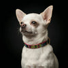 The "Moby" puppy collar by Bestia Dog Gear