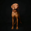 The "Ostrich" collar LIMITED by Bestia Dog Gear