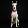 The ''Spine'' collar by Bestia Dog Gear