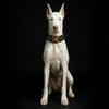 Irondog Collar by Bestia Dog Gear