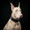 The "Korona" collar BLACK EDITION by Bestia Dog Gear