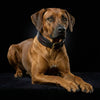 The ''Cobra'' collar by Bestia Dog Gear