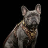 "Maximus Brown&Gold" Small dog SET - Harness - collar - lead by Bestia Dog Gear