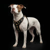 ''Bijou'' harness Black & Orange for big dogs by Bestia Dog Gear