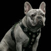 The ''Bijou'' harness Black & Green Small to Medium Size by Bestia Dog Gear